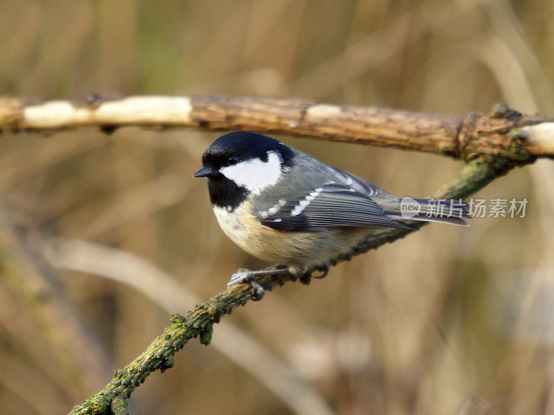 煤雀(Parus water)